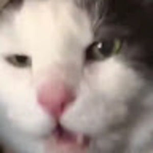 Meet your Posher, Weston